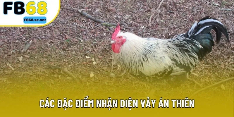 Các đặc điểm nhận diện vảy án thiên Các đặc điểm nhận diện vảy án thiên
