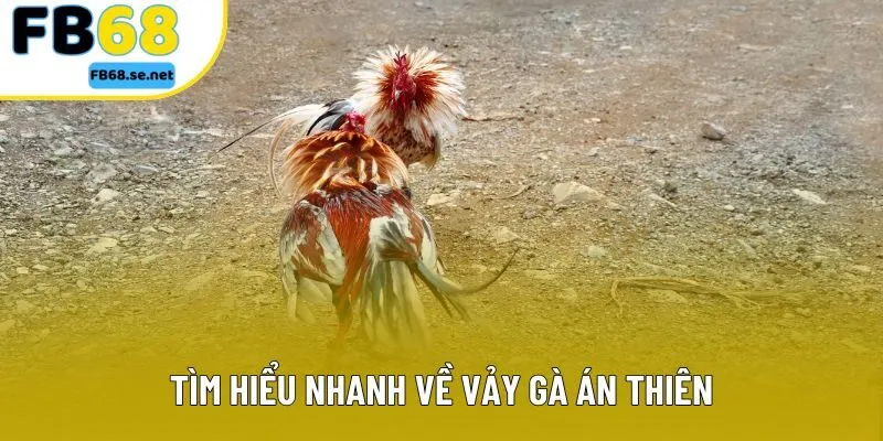 Tìm hiểu nhanh về vảy gà án thiên Tìm hiểu nhanh về vảy gà án thiên